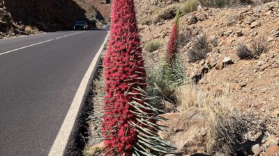 Der Teide-Nationalpark blüht