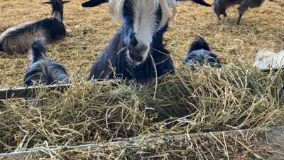 Tierische Wohngemeinschaft