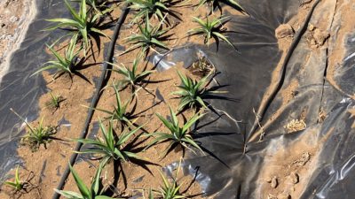 Sommer, Salz und Ananas