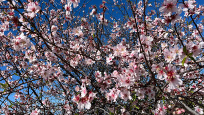 Der blühende Norden